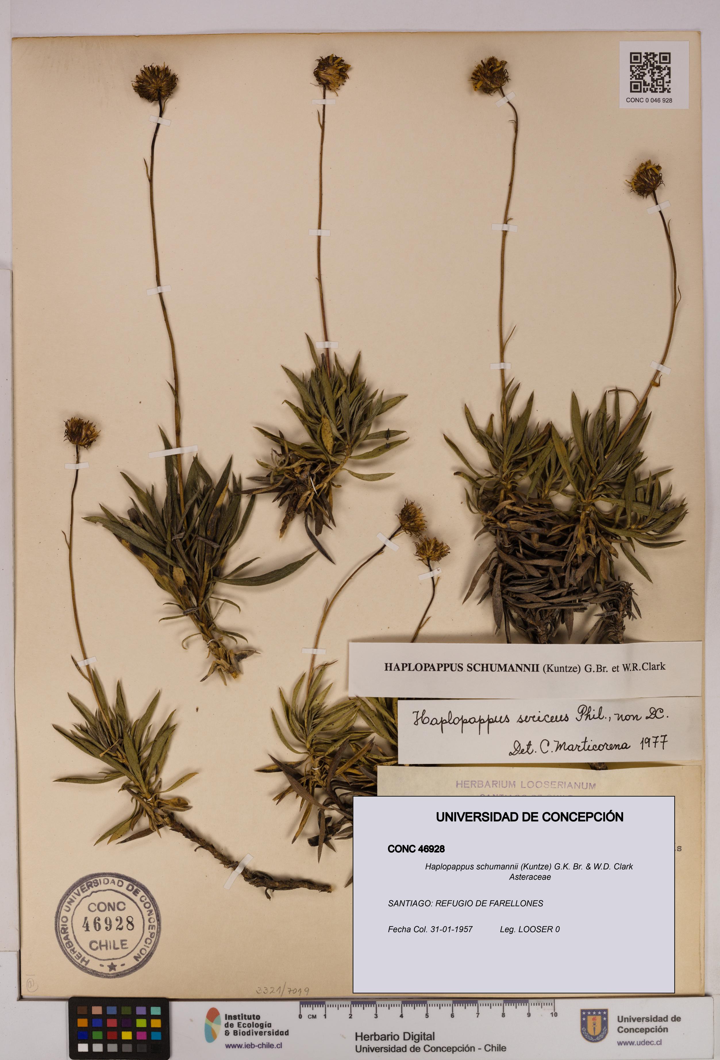 Haplopappus schumannii [Espécimen: UDEC:CONC:0046928]