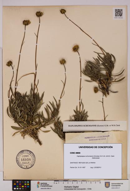 Haplopappus schumannii [Espécimen: UDEC:CONC:0046930]