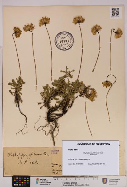 Haplopappus glutinosus [Espécimen: UDEC:CONC:0046931]