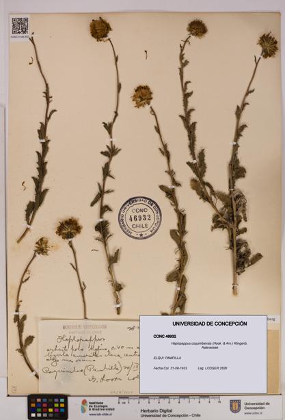 Haplopappus coquimbensis [Espécimen: UDEC:CONC:0046932]