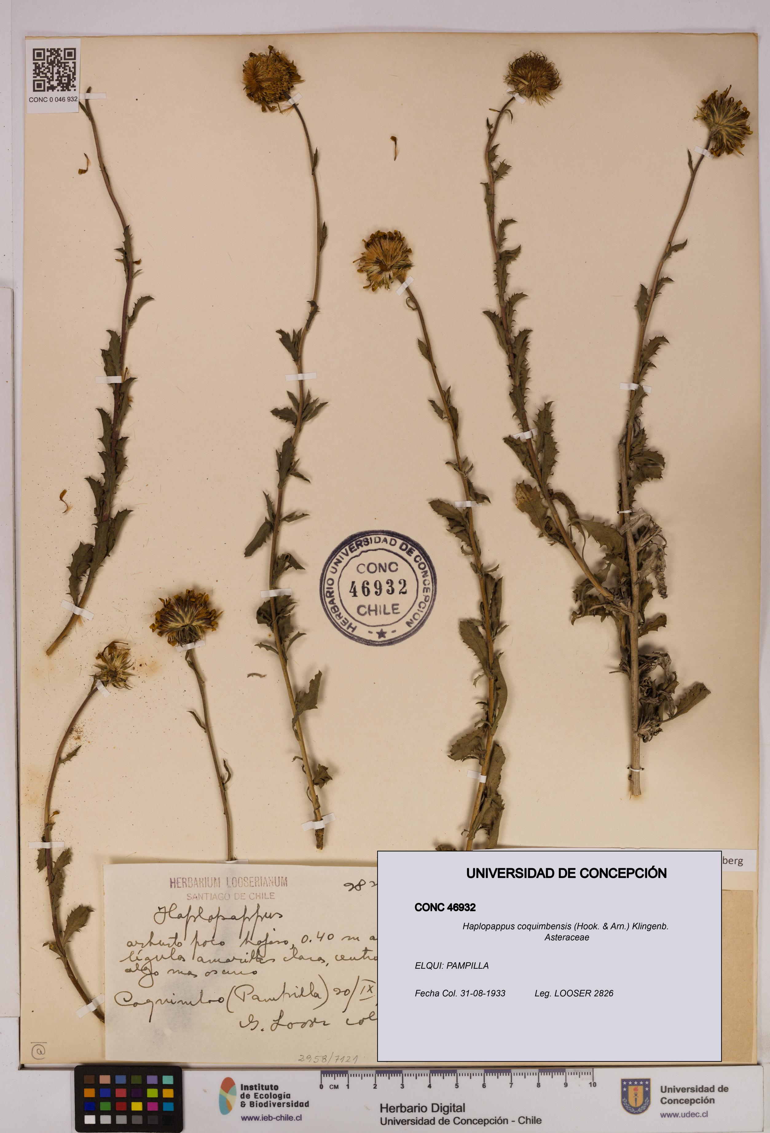 Haplopappus coquimbensis [Espécimen: UDEC:CONC:0046932]