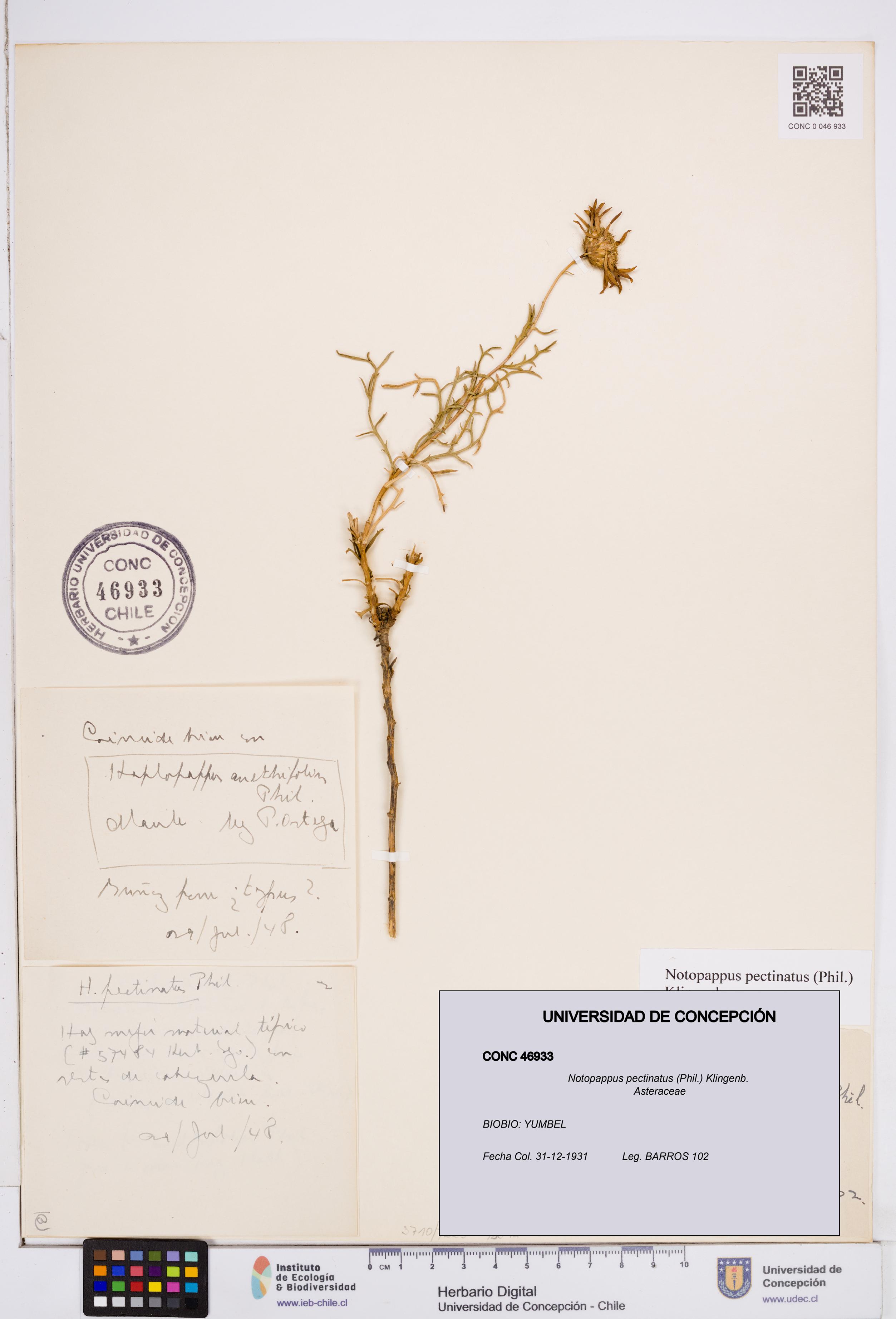 Notopappus pectinatus [Espécimen: ]