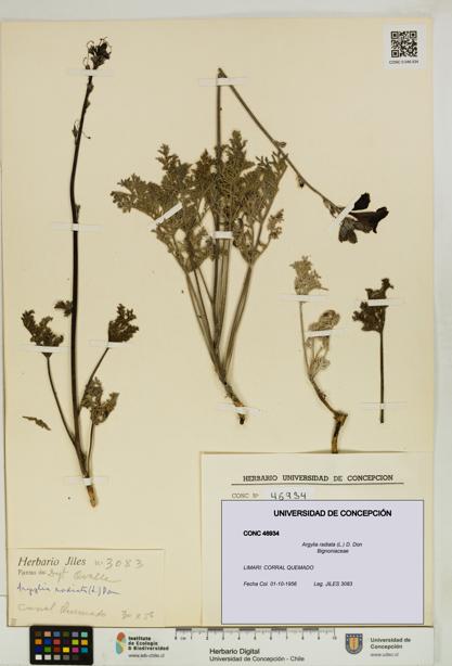 Argylia radiata [Espécimen: UDEC:CONC:0046934]