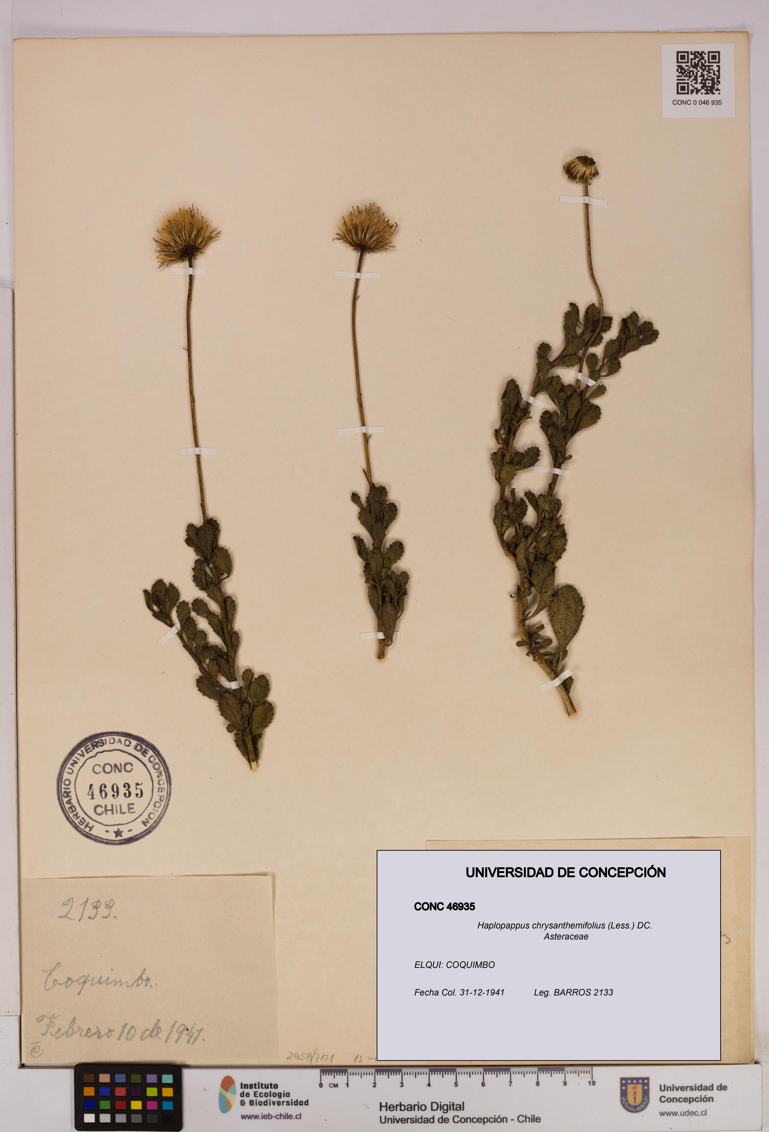 Haplopappus chrysanthemifolius [Espécimen: UDEC:CONC:0046935]
