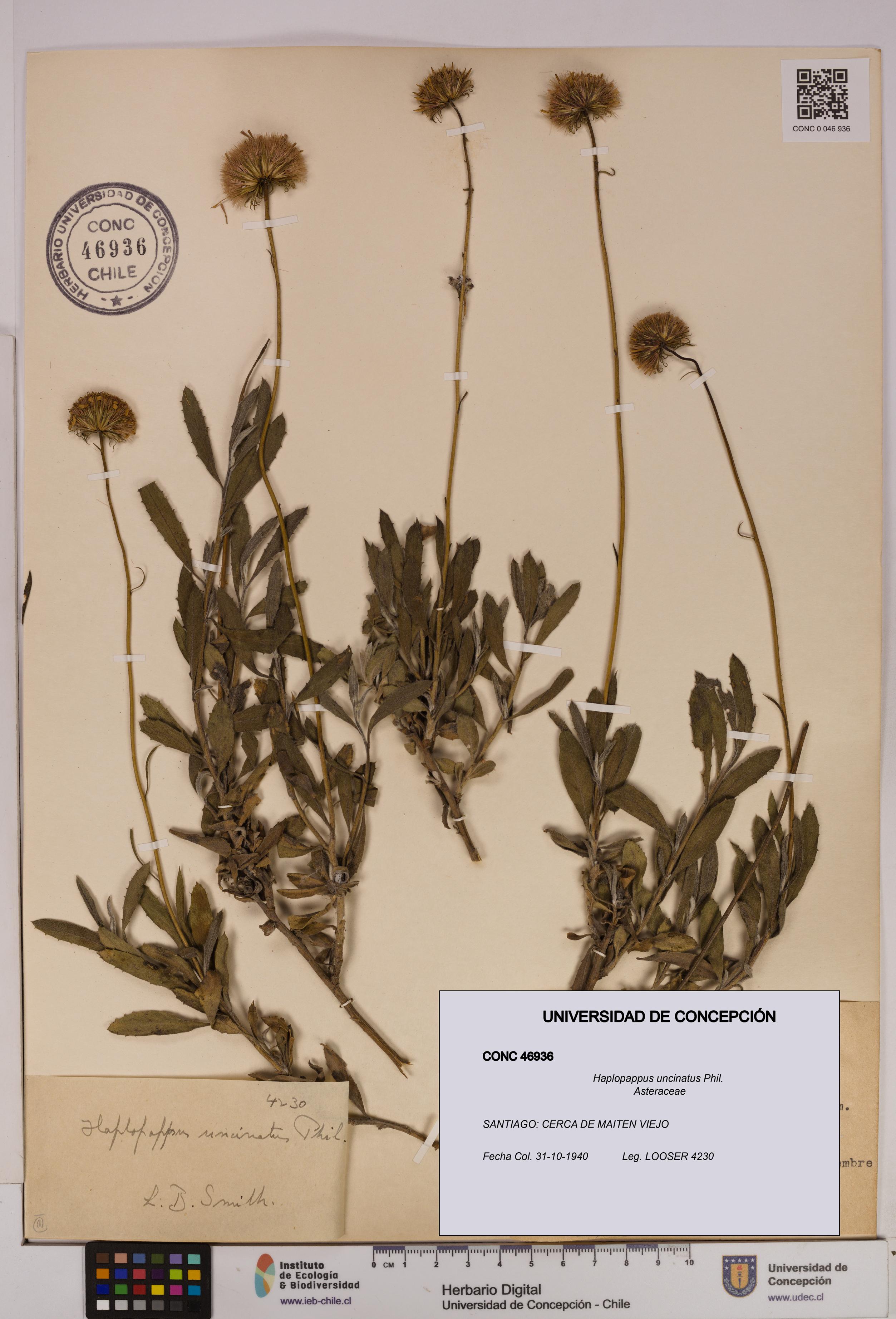 Haplopappus uncinatus [Espécimen: UDEC:CONC:0046936]