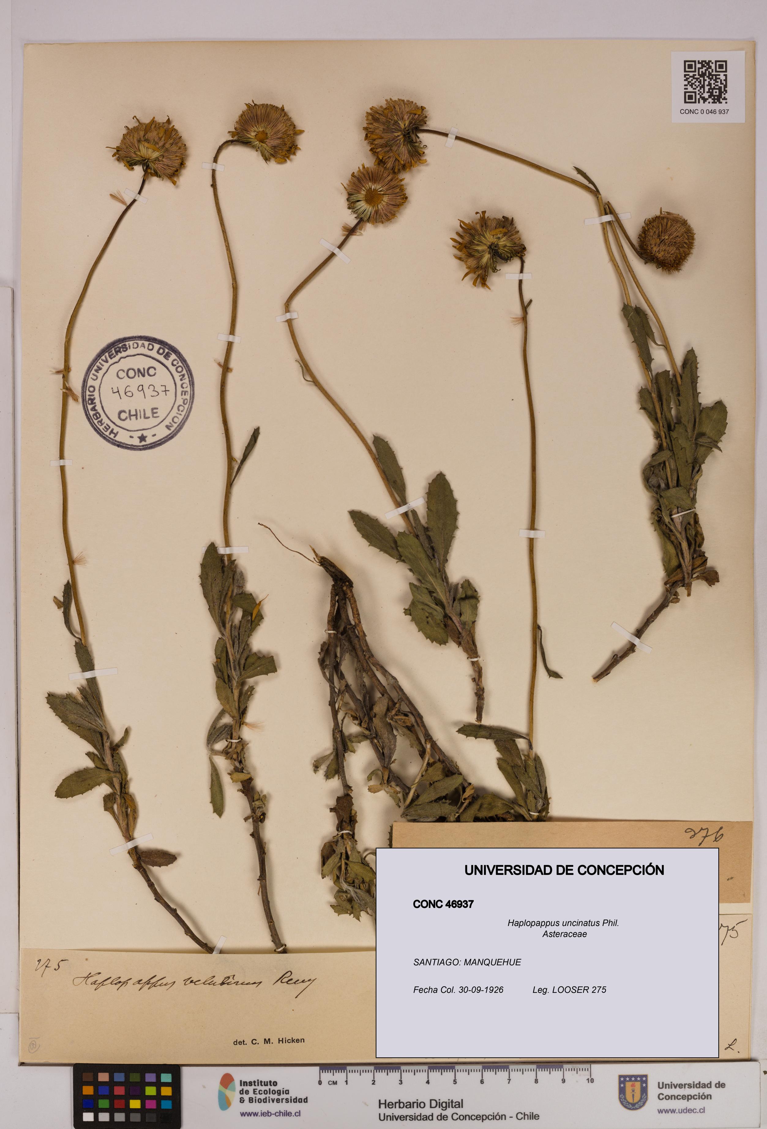 Haplopappus uncinatus [Espécimen: UDEC:CONC:0046937]