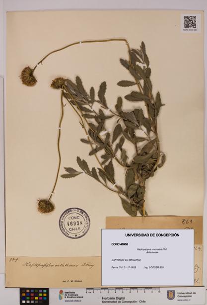 Haplopappus uncinatus [Espécimen: UDEC:CONC:0046938]