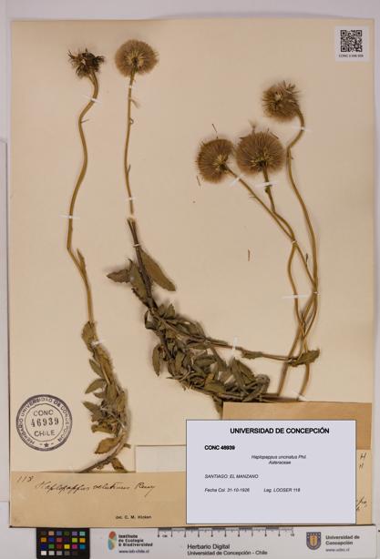 Haplopappus uncinatus [Espécimen: UDEC:CONC:0046939]