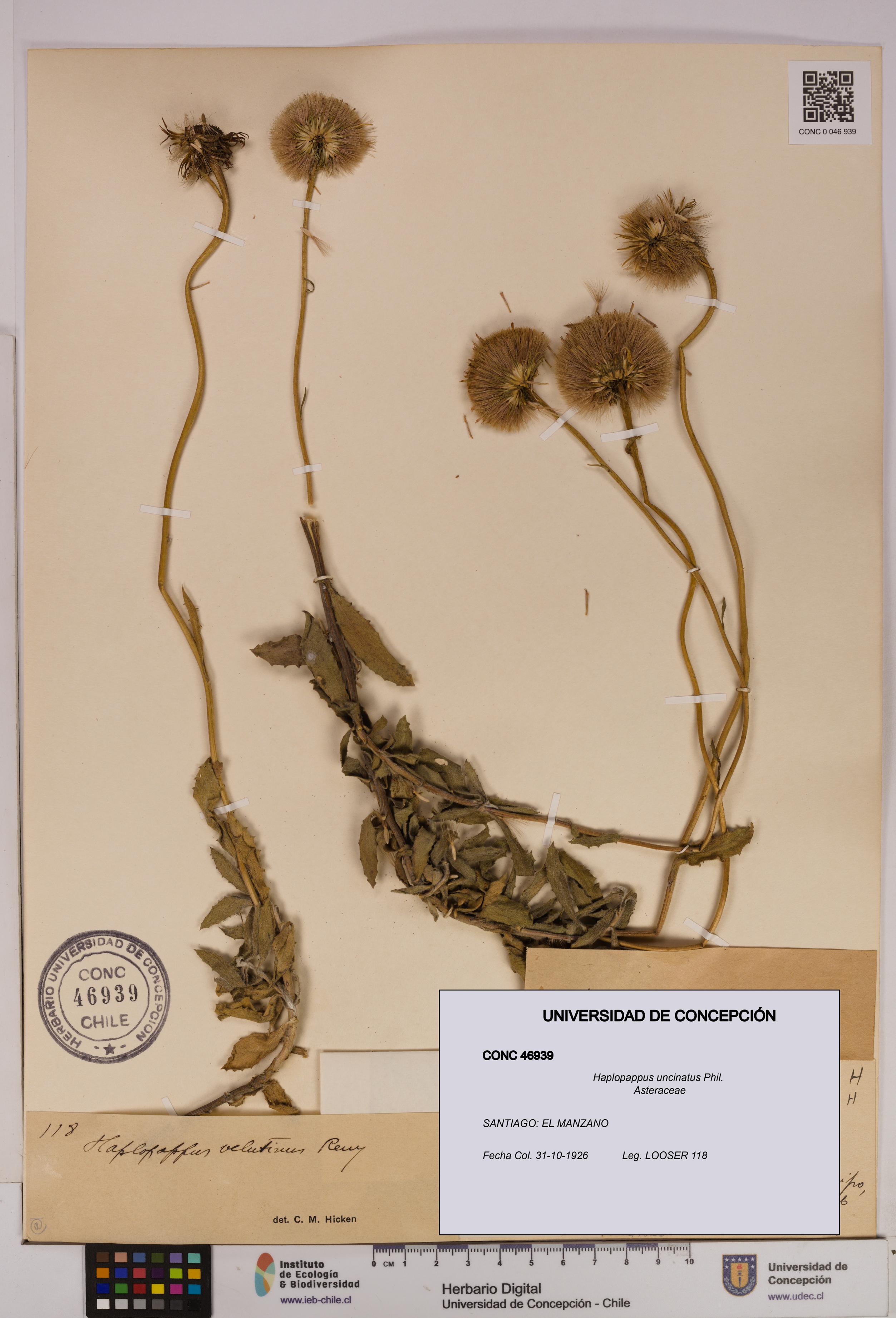 Haplopappus uncinatus [Espécimen: UDEC:CONC:0046939]