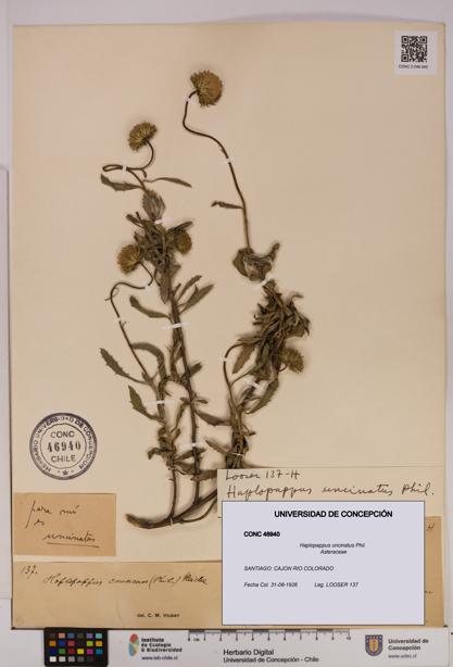 Haplopappus uncinatus [Espécimen: UDEC:CONC:0046940]