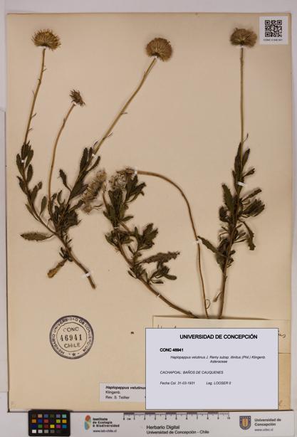Haplopappus velutinus subsp. illinitus [Espécimen: UDEC:CONC:0046941]