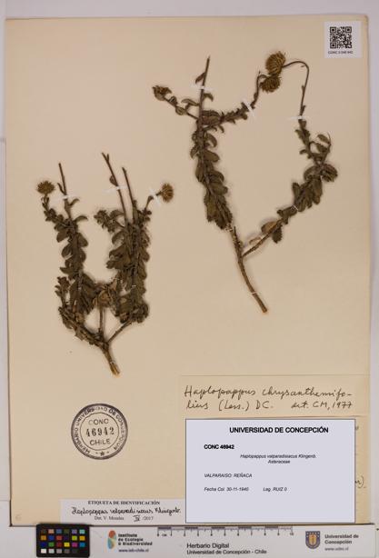 Haplopappus valparadisiacus [Espécimen: UDEC:CONC:0046942]