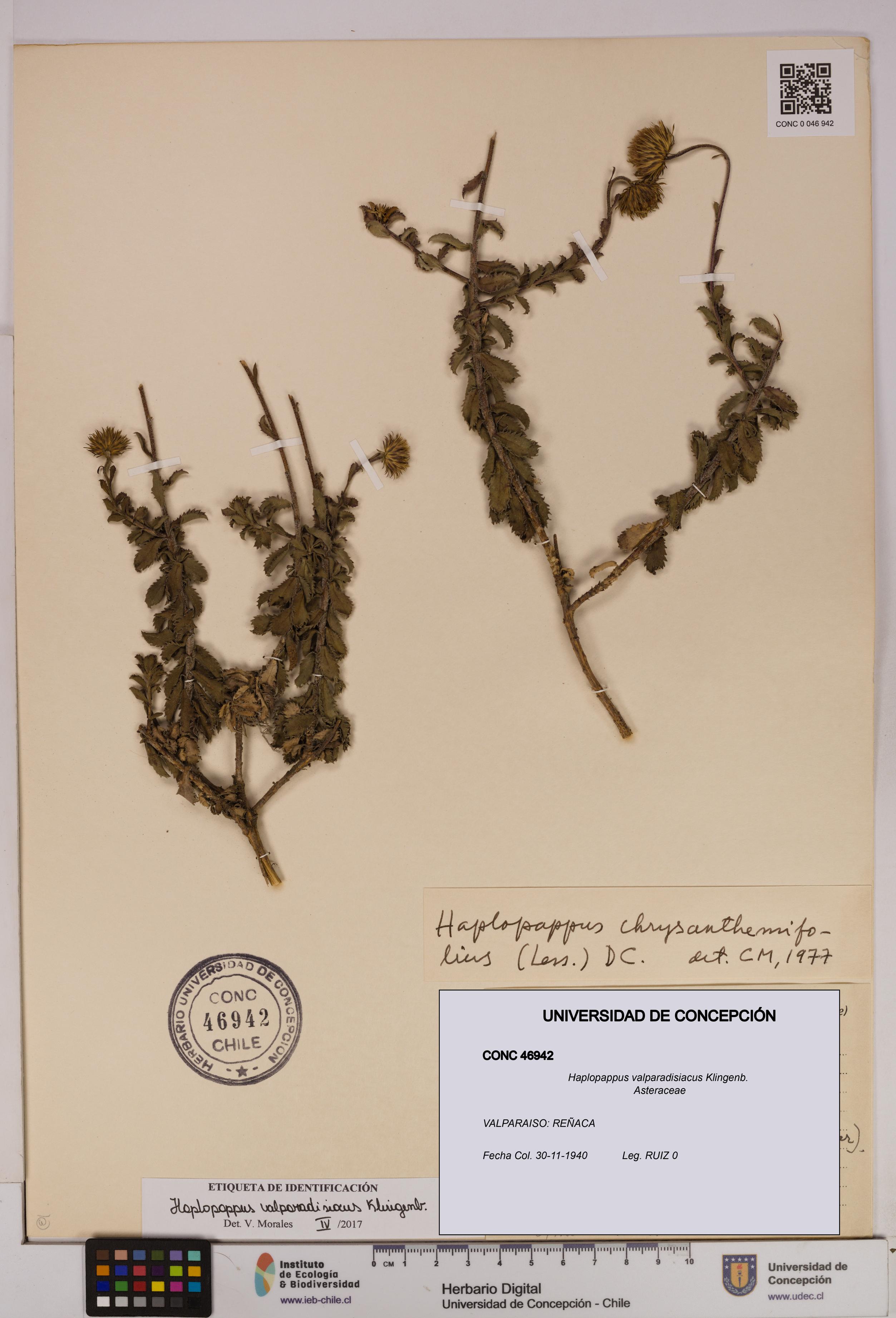 Haplopappus valparadisiacus [Espécimen: UDEC:CONC:0046942]