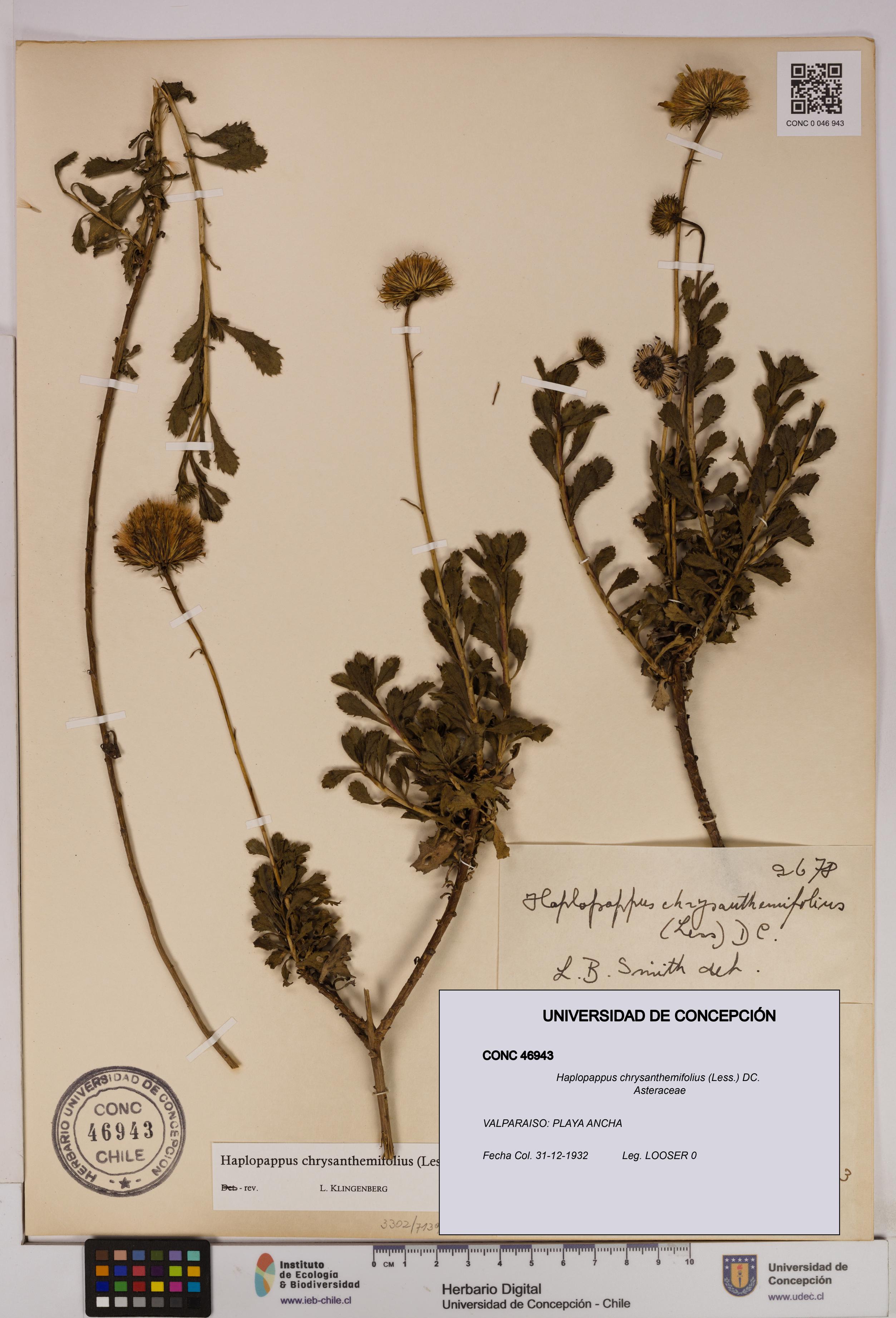 Haplopappus chrysanthemifolius [Espécimen: UDEC:CONC:0046943]