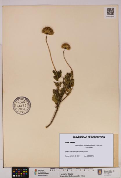 Haplopappus chrysanthemifolius [Espécimen: UDEC:CONC:0046945]