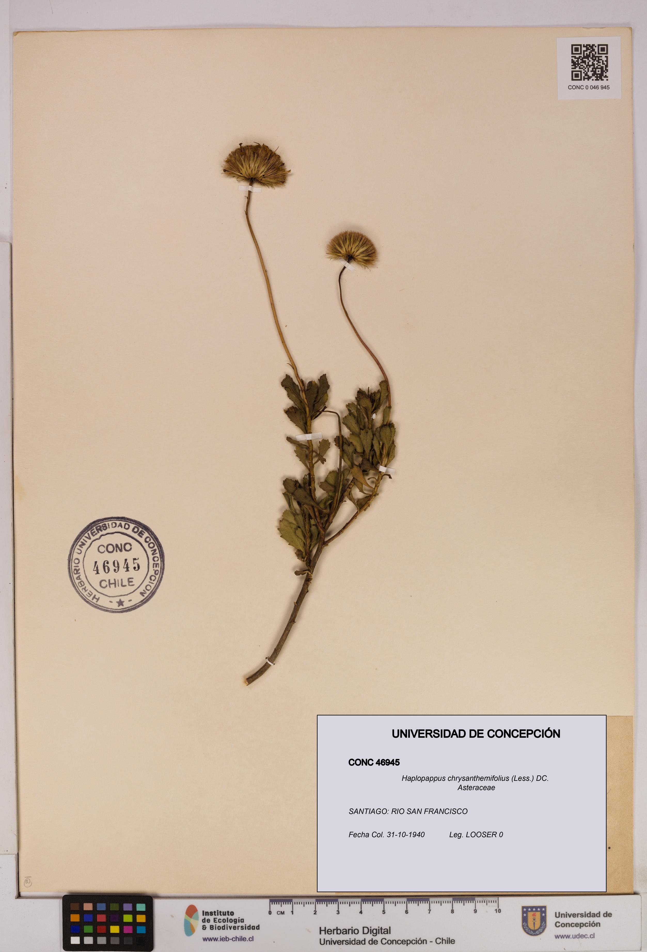 Haplopappus chrysanthemifolius [Espécimen: UDEC:CONC:0046945]