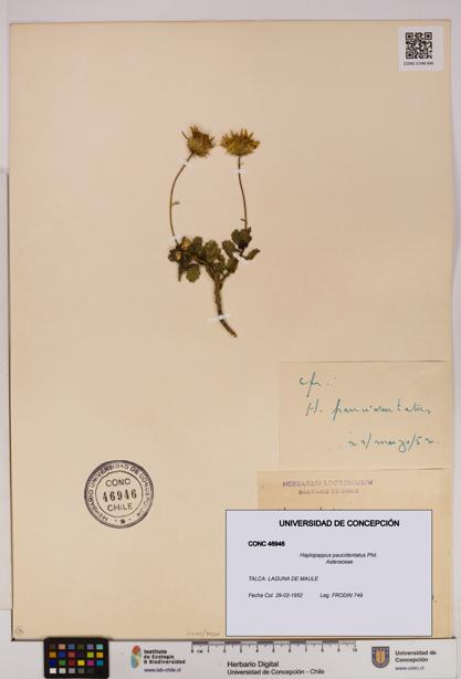Haplopappus paucidentatus [Espécimen: UDEC:CONC:0046946]