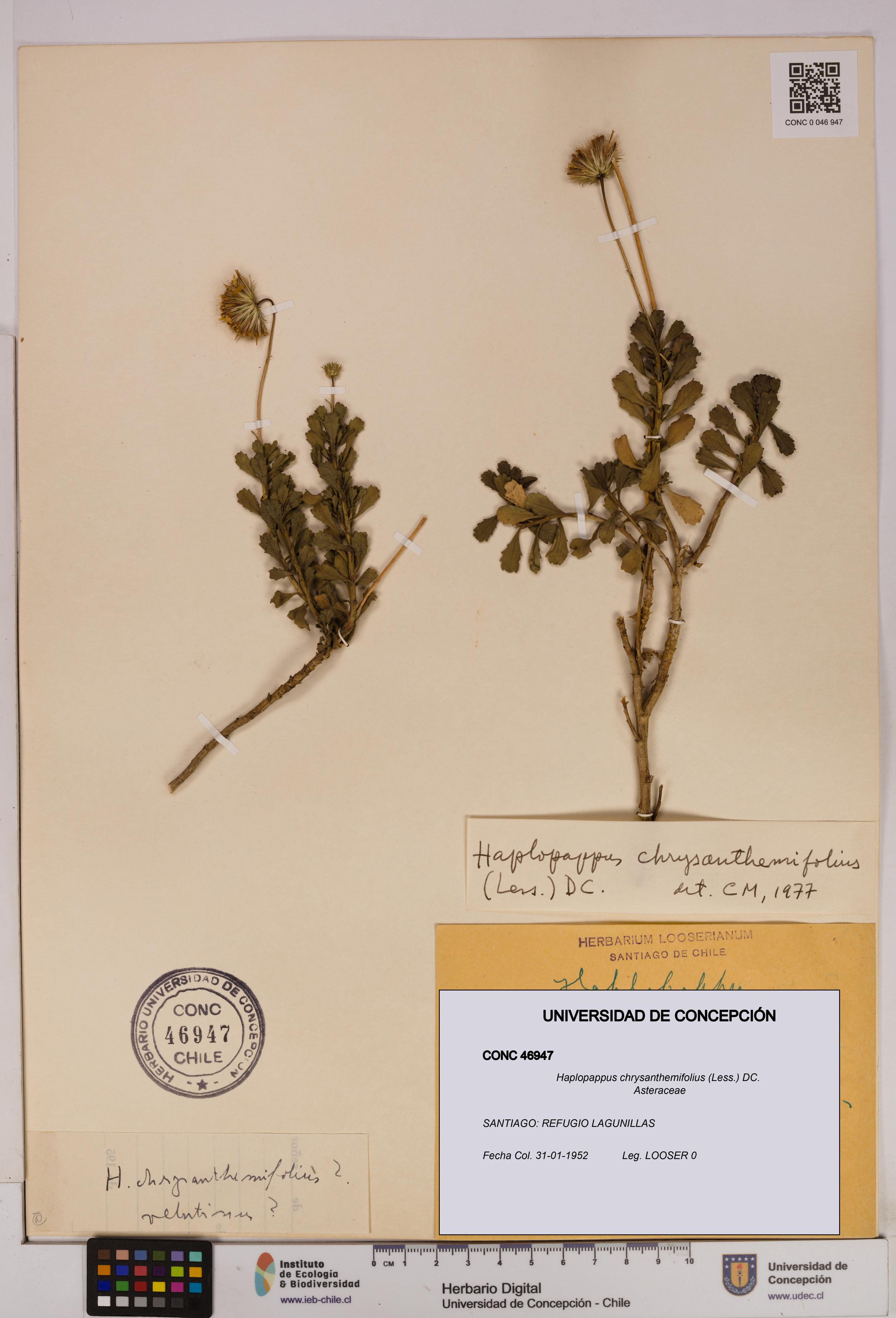 Haplopappus chrysanthemifolius [Espécimen: UDEC:CONC:0046947]