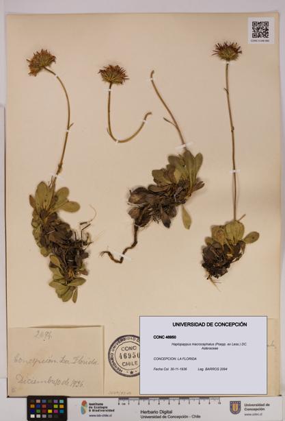 Haplopappus macrocephalus [Espécimen: UDEC:CONC:0046950]