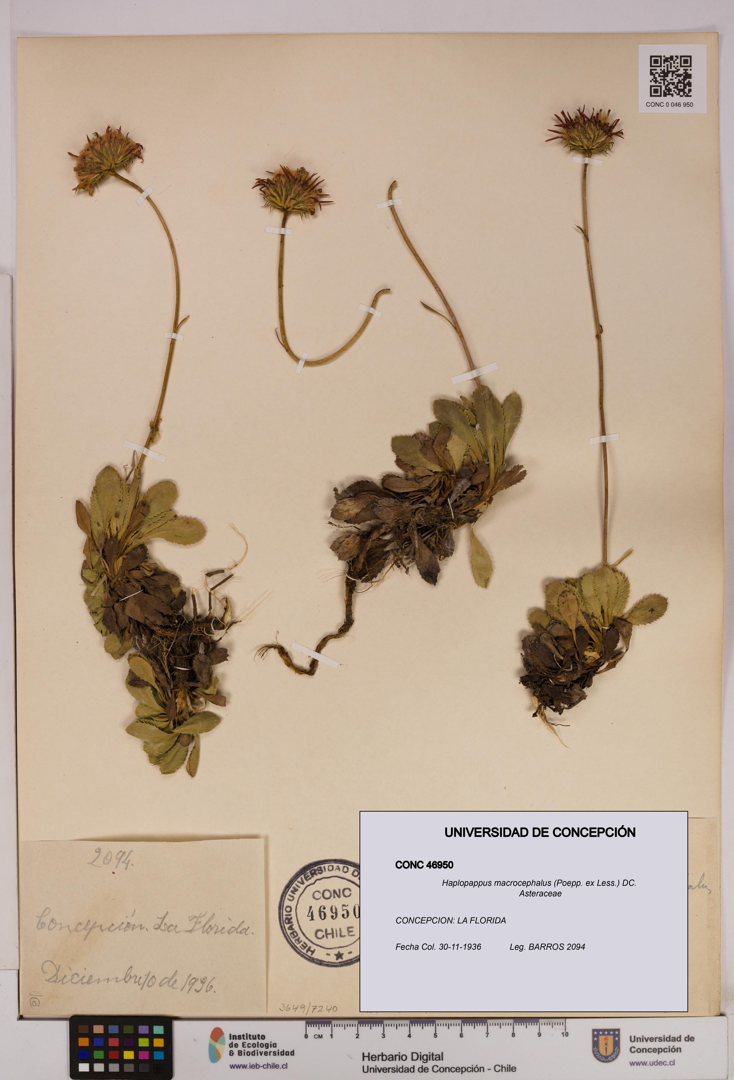 Haplopappus macrocephalus [Espécimen: UDEC:CONC:0046950]