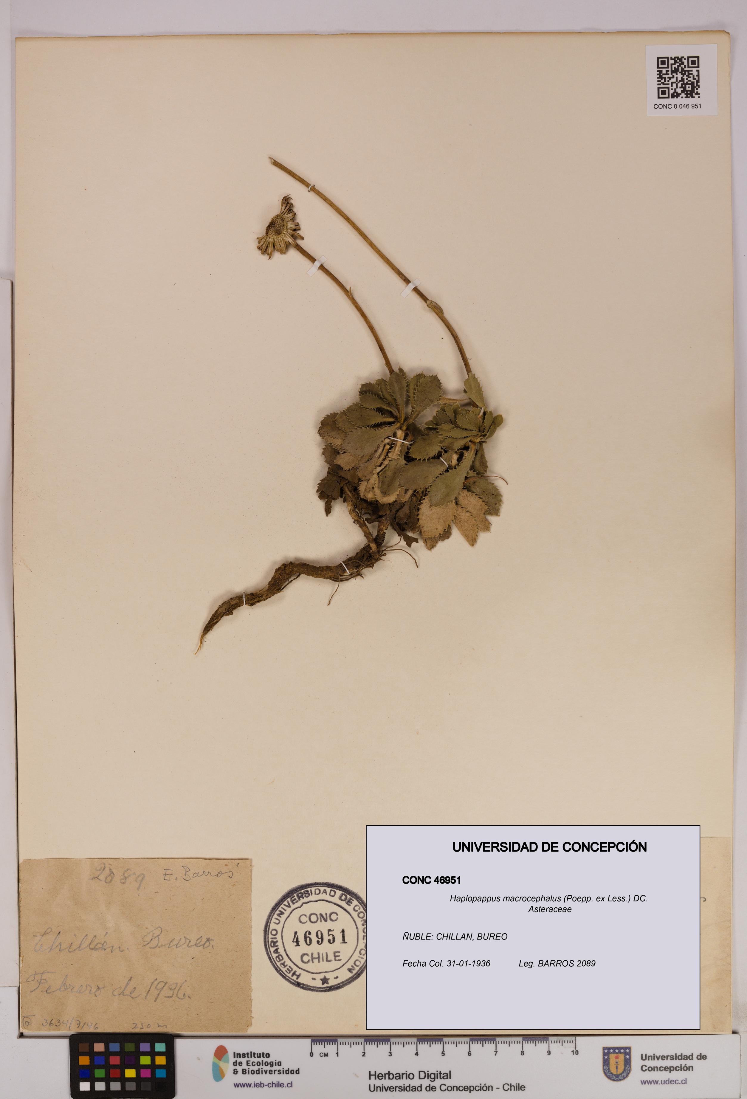 Haplopappus macrocephalus [Espécimen: UDEC:CONC:0046951]