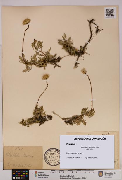 Haplopappus glutinosus [Espécimen: UDEC:CONC:0046952]