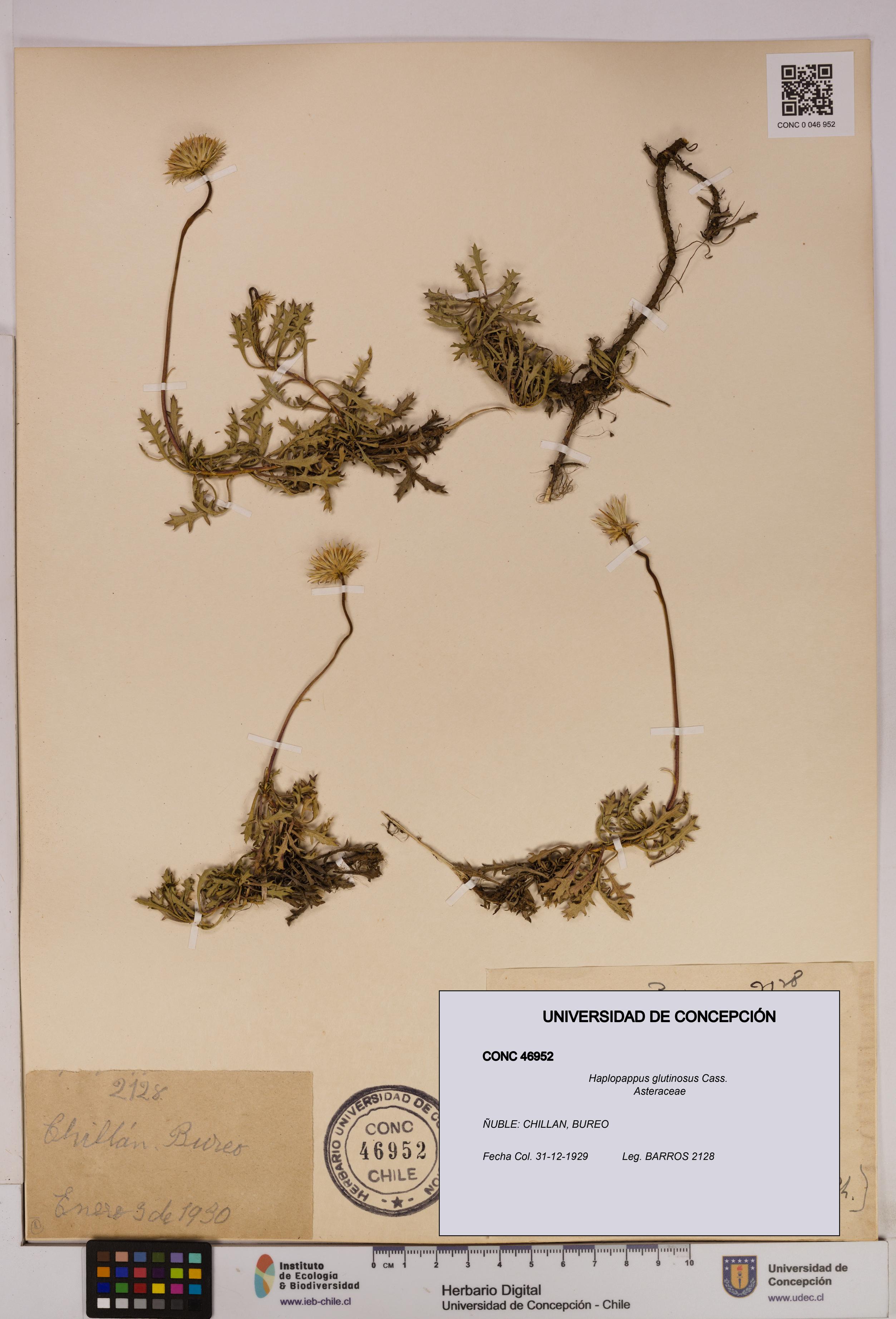 Haplopappus glutinosus [Espécimen: UDEC:CONC:0046952]
