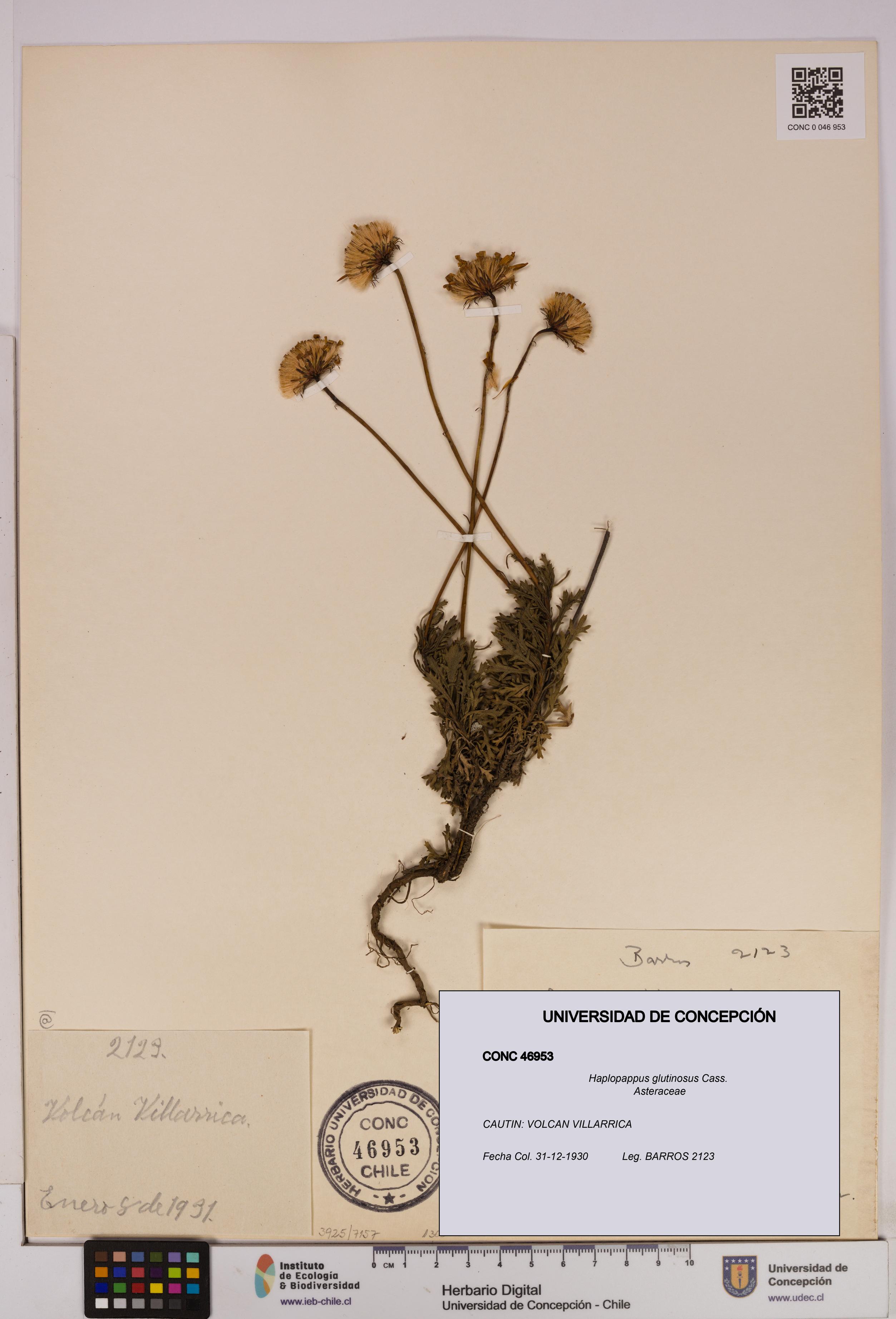 Haplopappus glutinosus [Espécimen: UDEC:CONC:0046953]