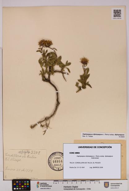 Haplopappus diplopappus subsp. diplopappus [Espécimen: UDEC:CONC:0046954]