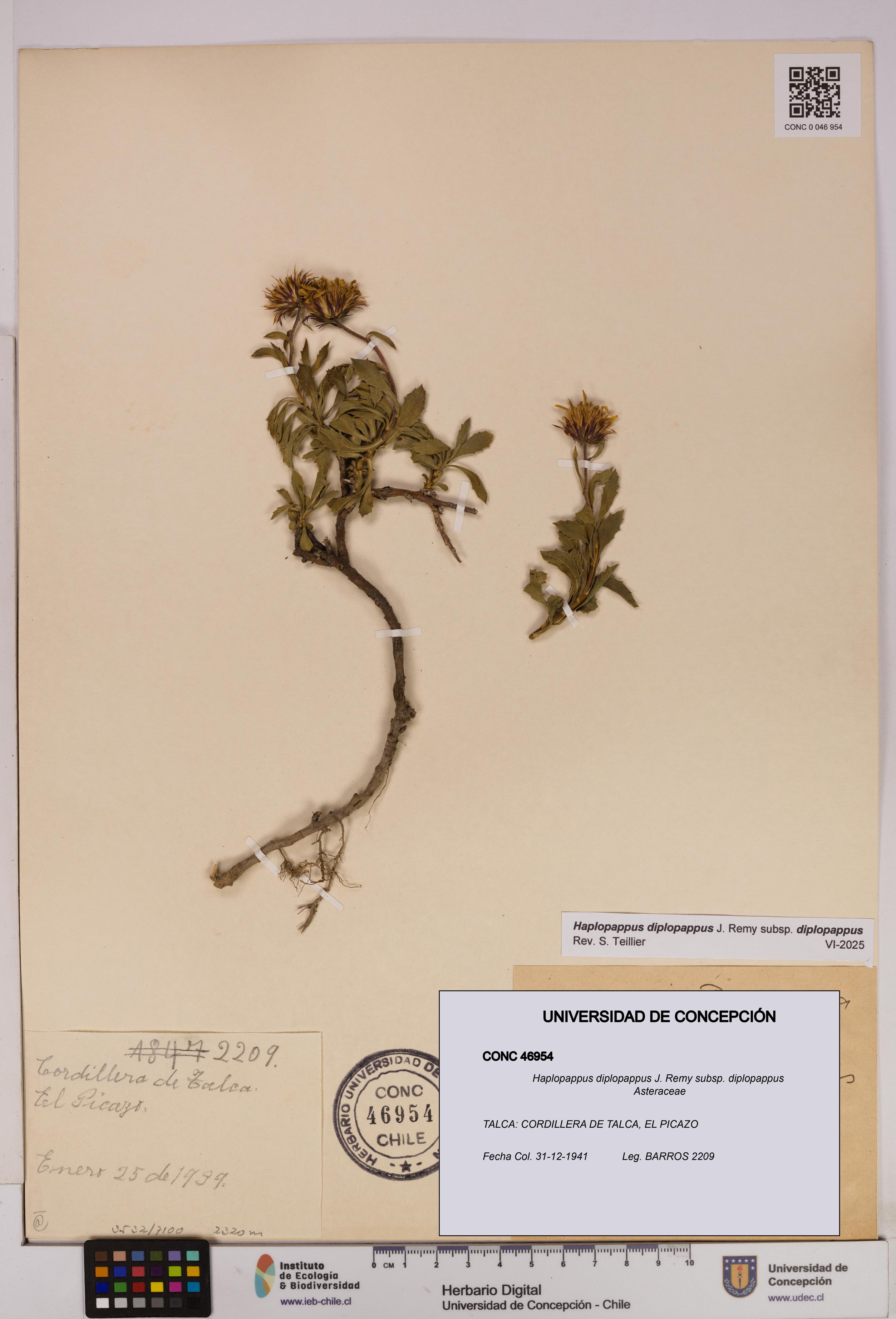 Haplopappus diplopappus subsp. diplopappus [Espécimen: UDEC:CONC:0046954]