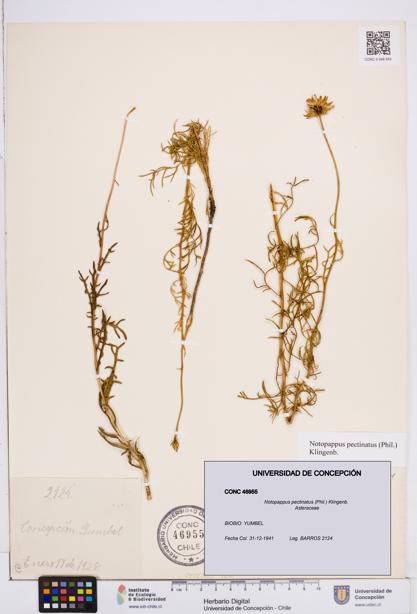 Notopappus pectinatus [Espécimen: ]