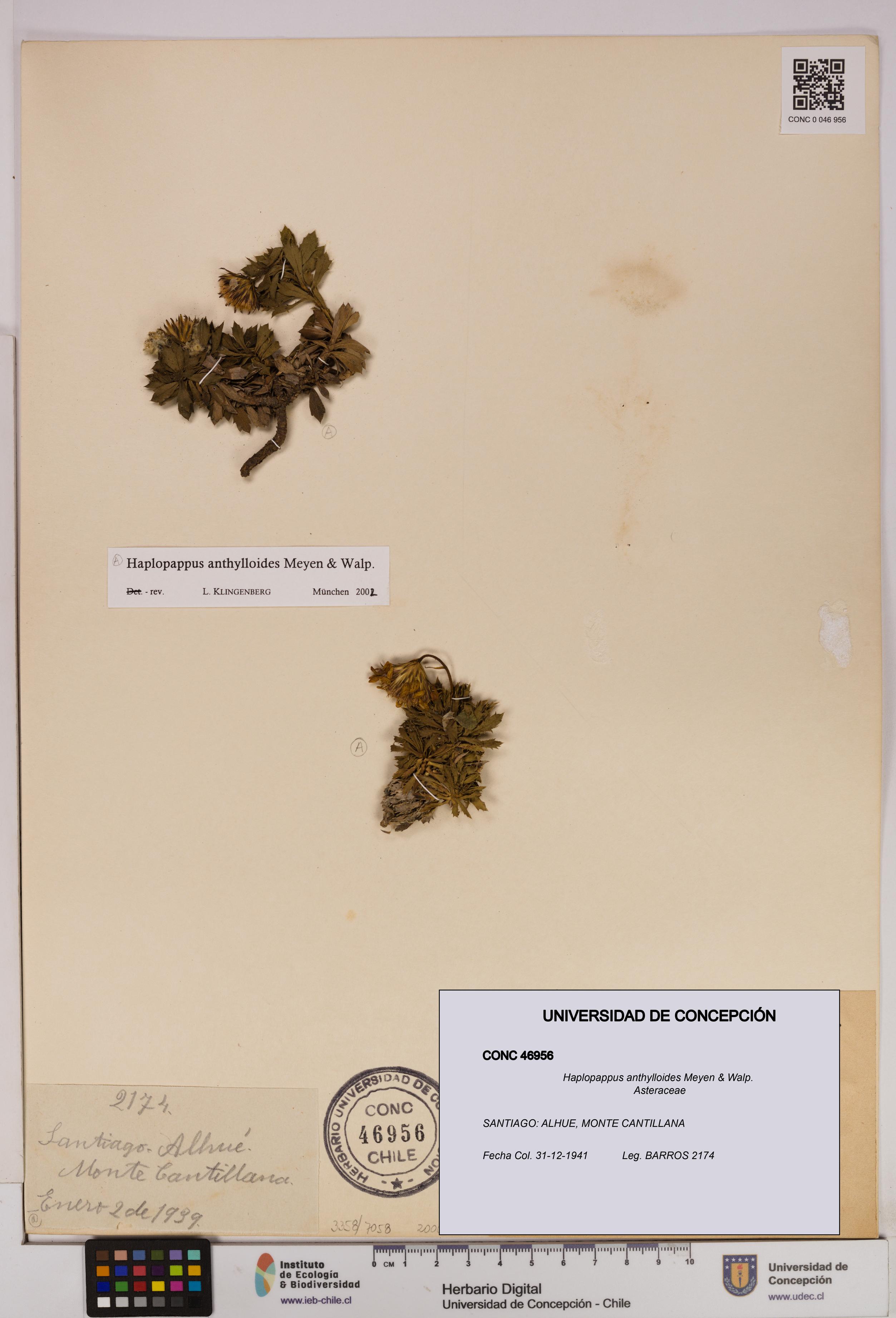 Haplopappus anthylloides [Espécimen: UDEC:CONC:0046956]