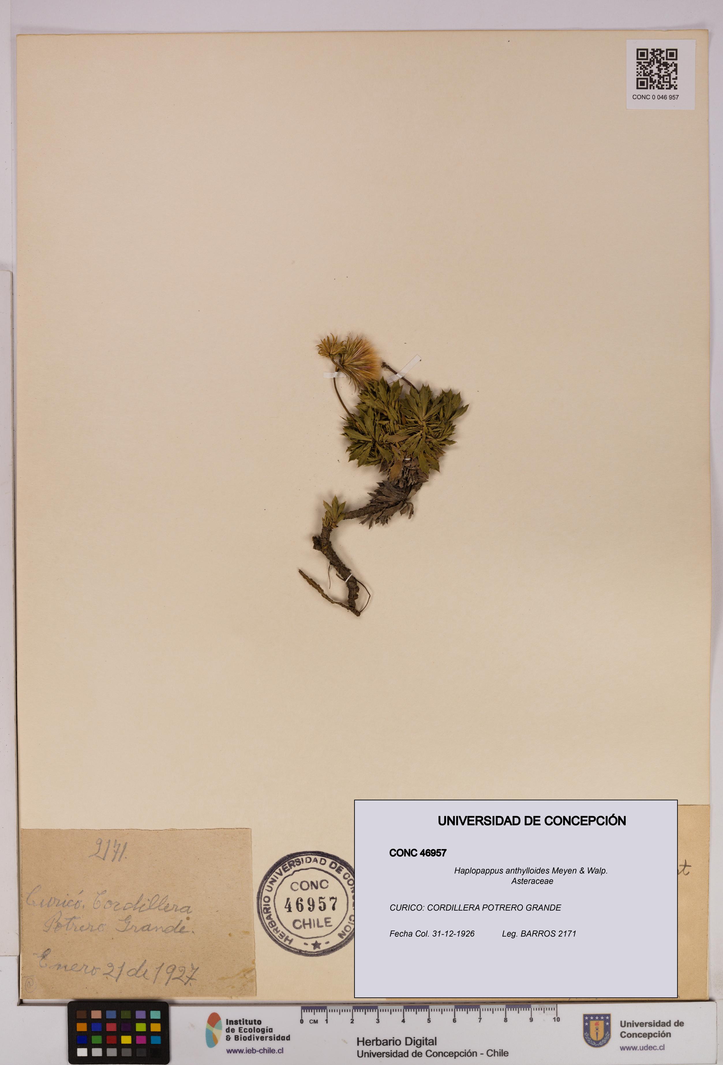 Haplopappus anthylloides [Espécimen: UDEC:CONC:0046957]