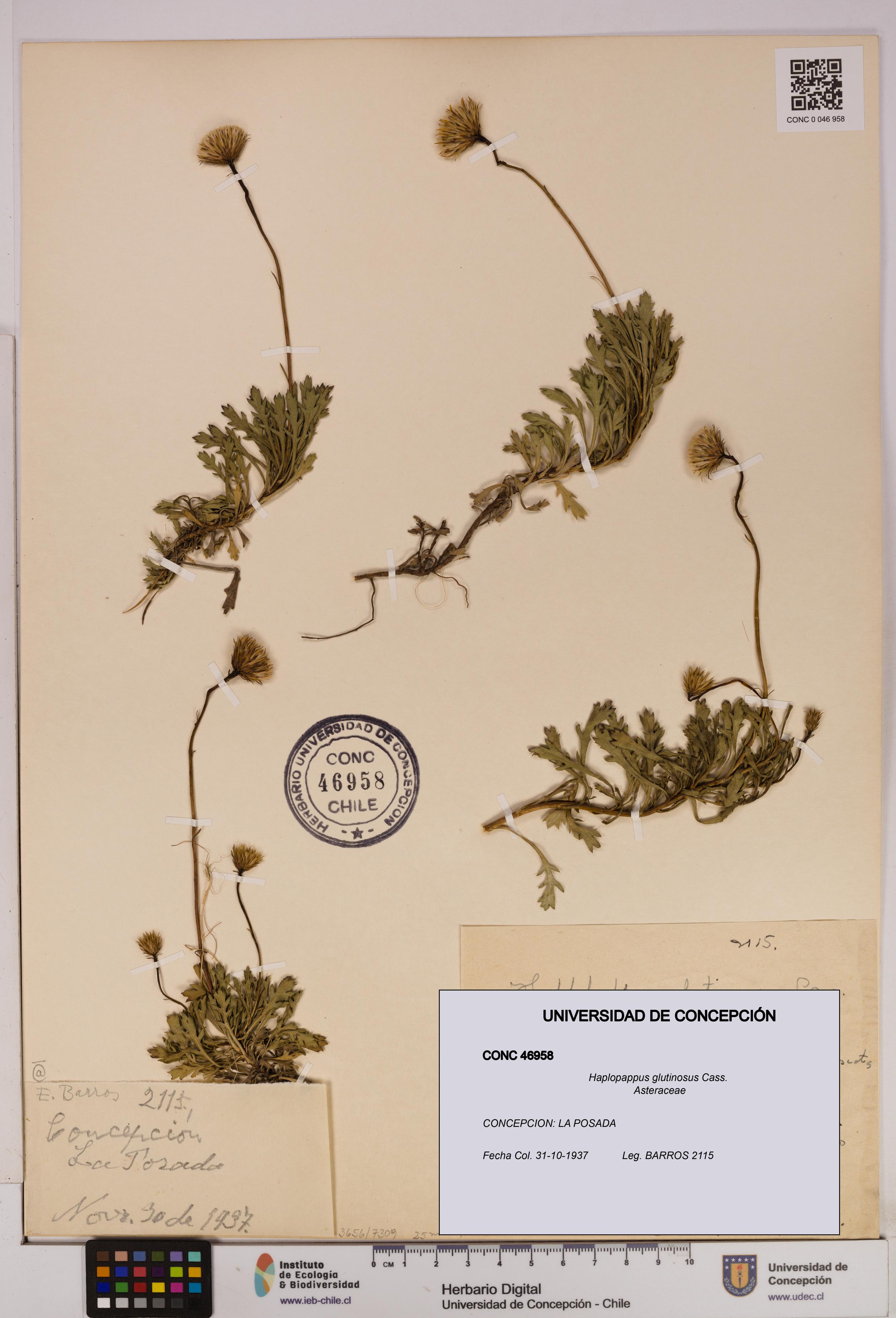 Haplopappus glutinosus [Espécimen: UDEC:CONC:0046958]