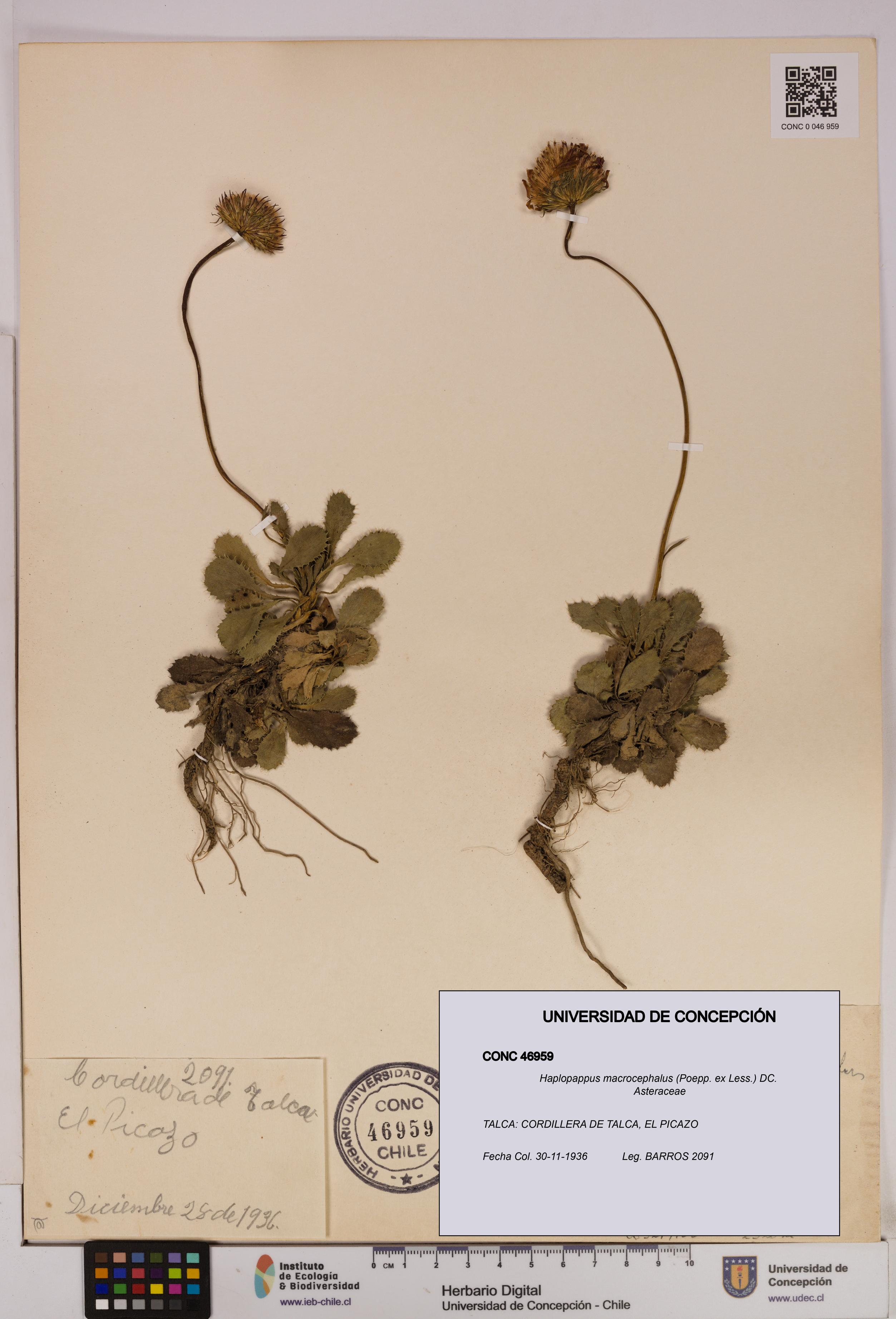 Haplopappus macrocephalus [Espécimen: UDEC:CONC:0046959]