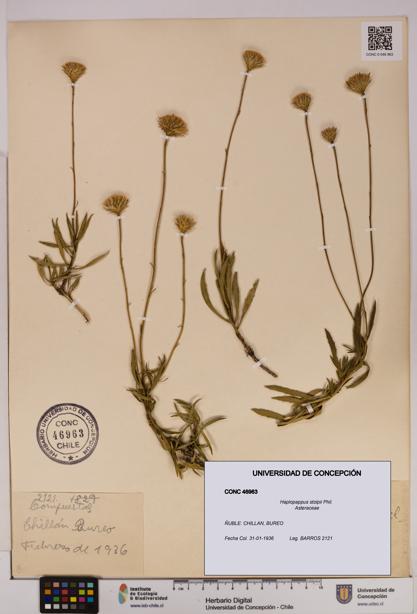 Haplopappus stolpii [Espécimen: UDEC:CONC:0046963]