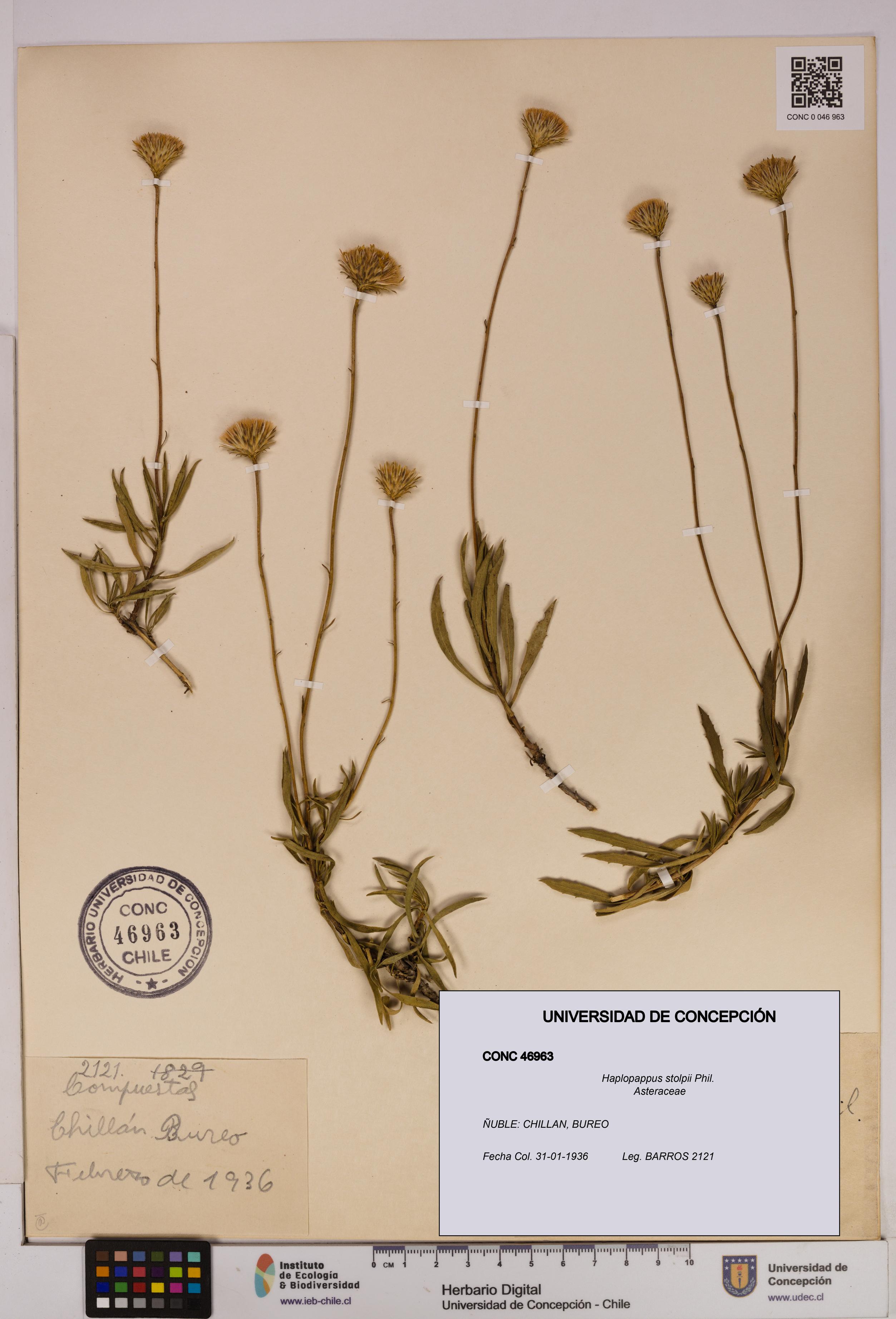 Haplopappus stolpii [Espécimen: UDEC:CONC:0046963]