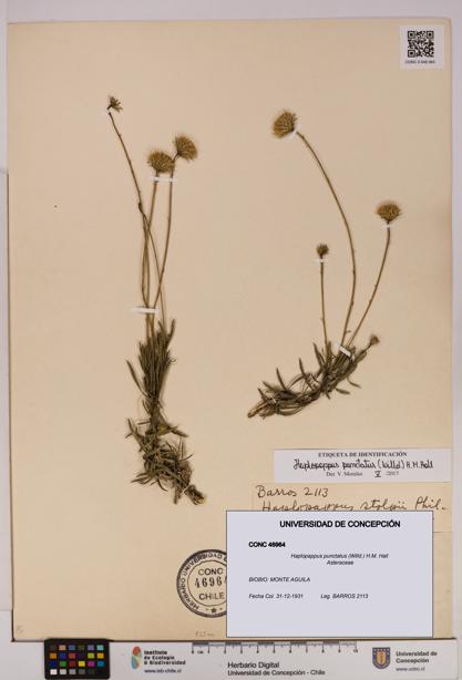Haplopappus punctatus [Espécimen: UDEC:CONC:0046964]