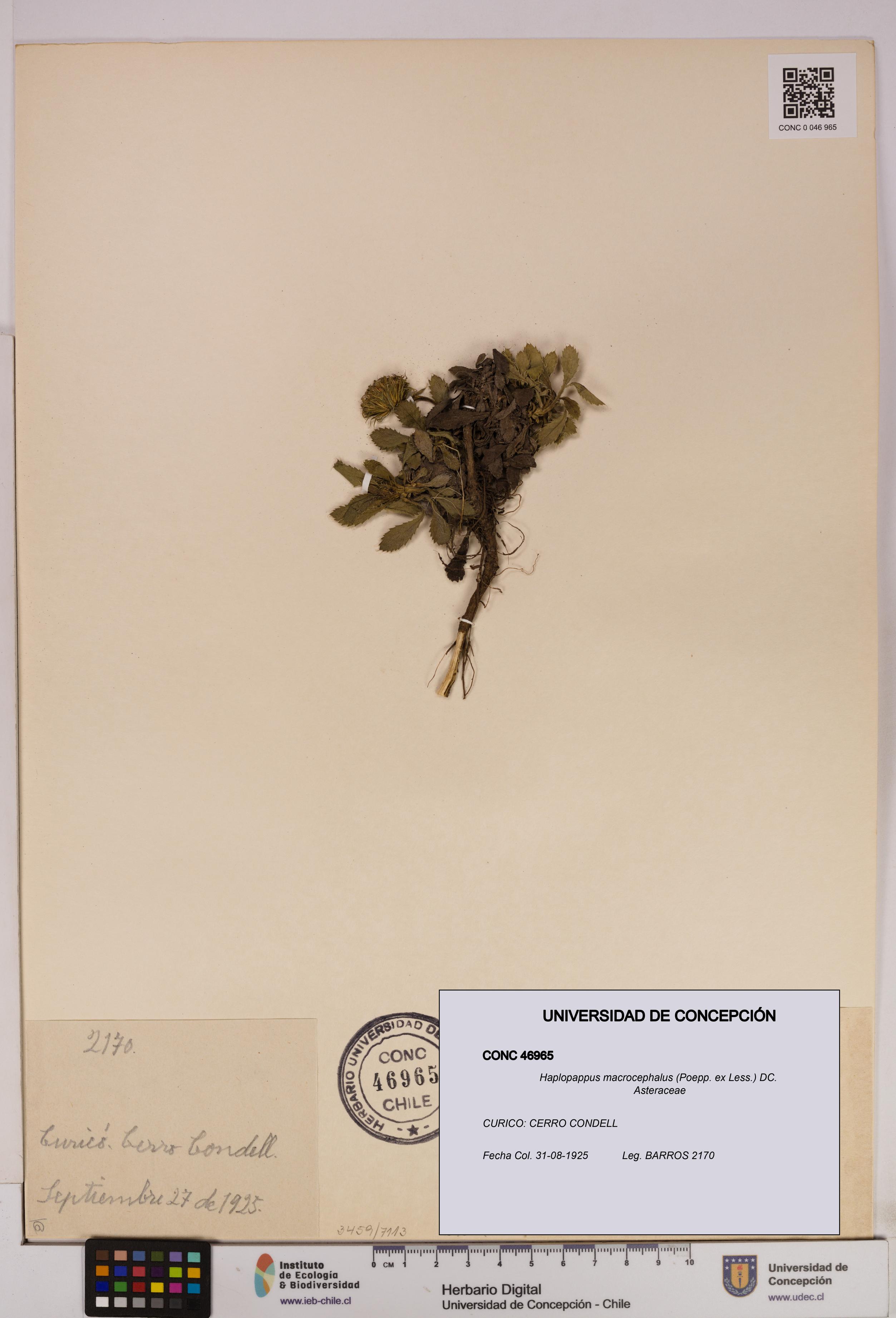 Haplopappus macrocephalus [Espécimen: UDEC:CONC:0046965]