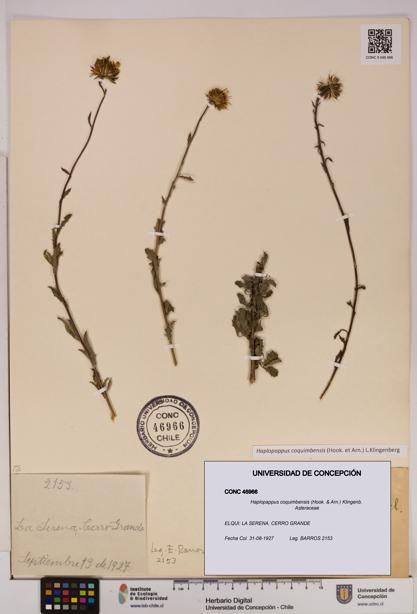 Haplopappus coquimbensis [Espécimen: UDEC:CONC:0046966]