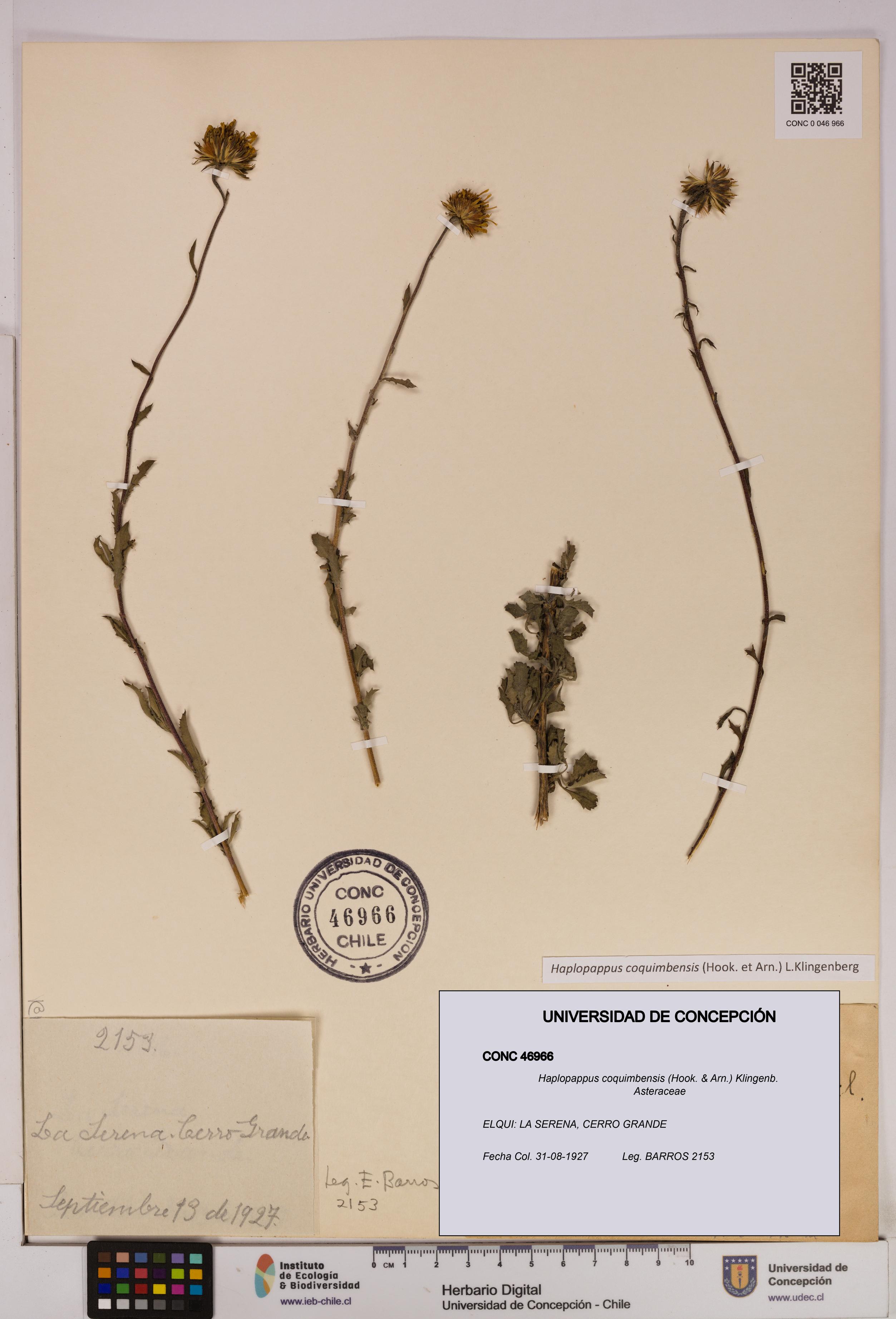 Haplopappus coquimbensis [Espécimen: UDEC:CONC:0046966]