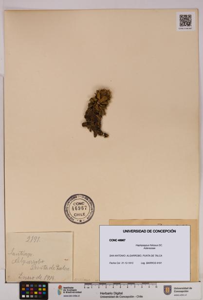 Haplopappus foliosus [Espécimen: UDEC:CONC:0046967]