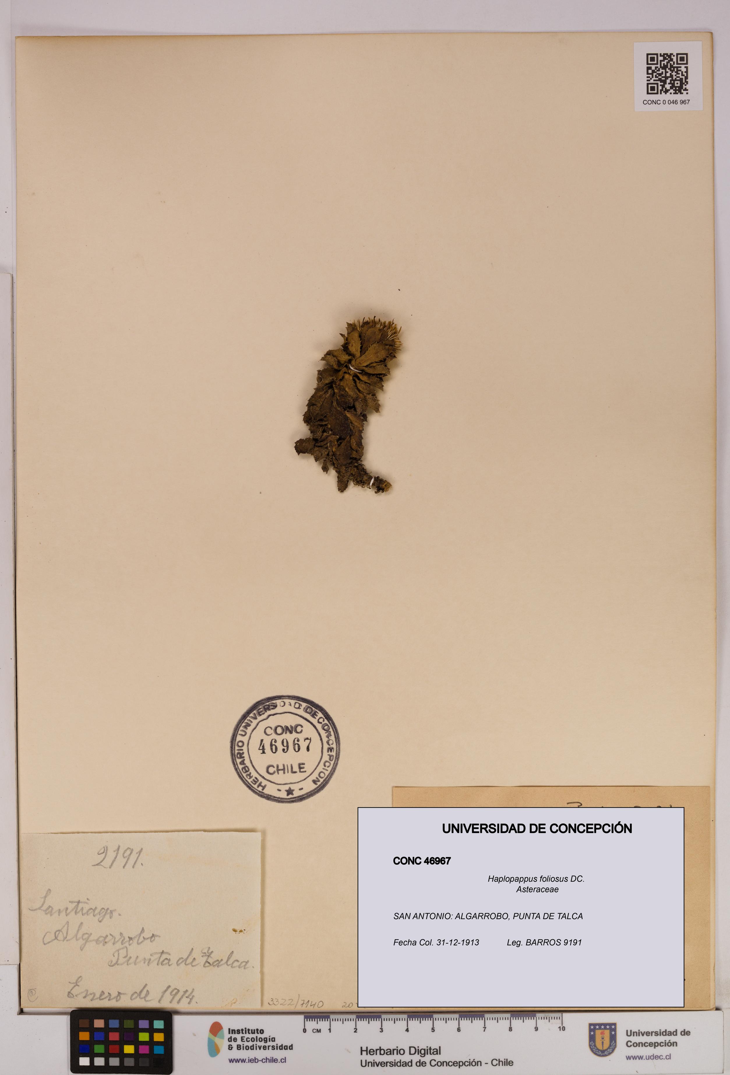Haplopappus foliosus [Espécimen: UDEC:CONC:0046967]