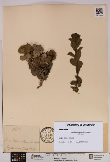 Haplopappus rengifoanus [Espécimen: UDEC:CONC:0046968]