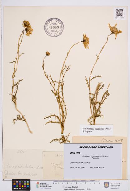 Notopappus pectinatus [Espécimen: ]