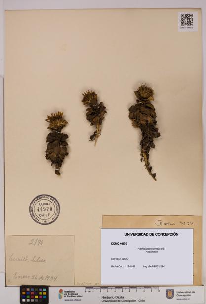 Haplopappus foliosus [Espécimen: UDEC:CONC:0046970]
