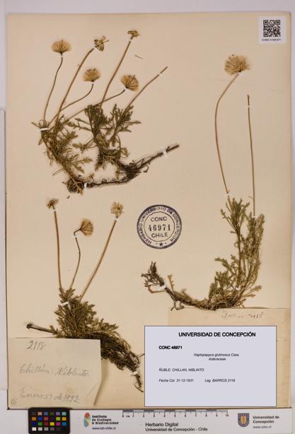 Haplopappus glutinosus [Espécimen: UDEC:CONC:0046971]