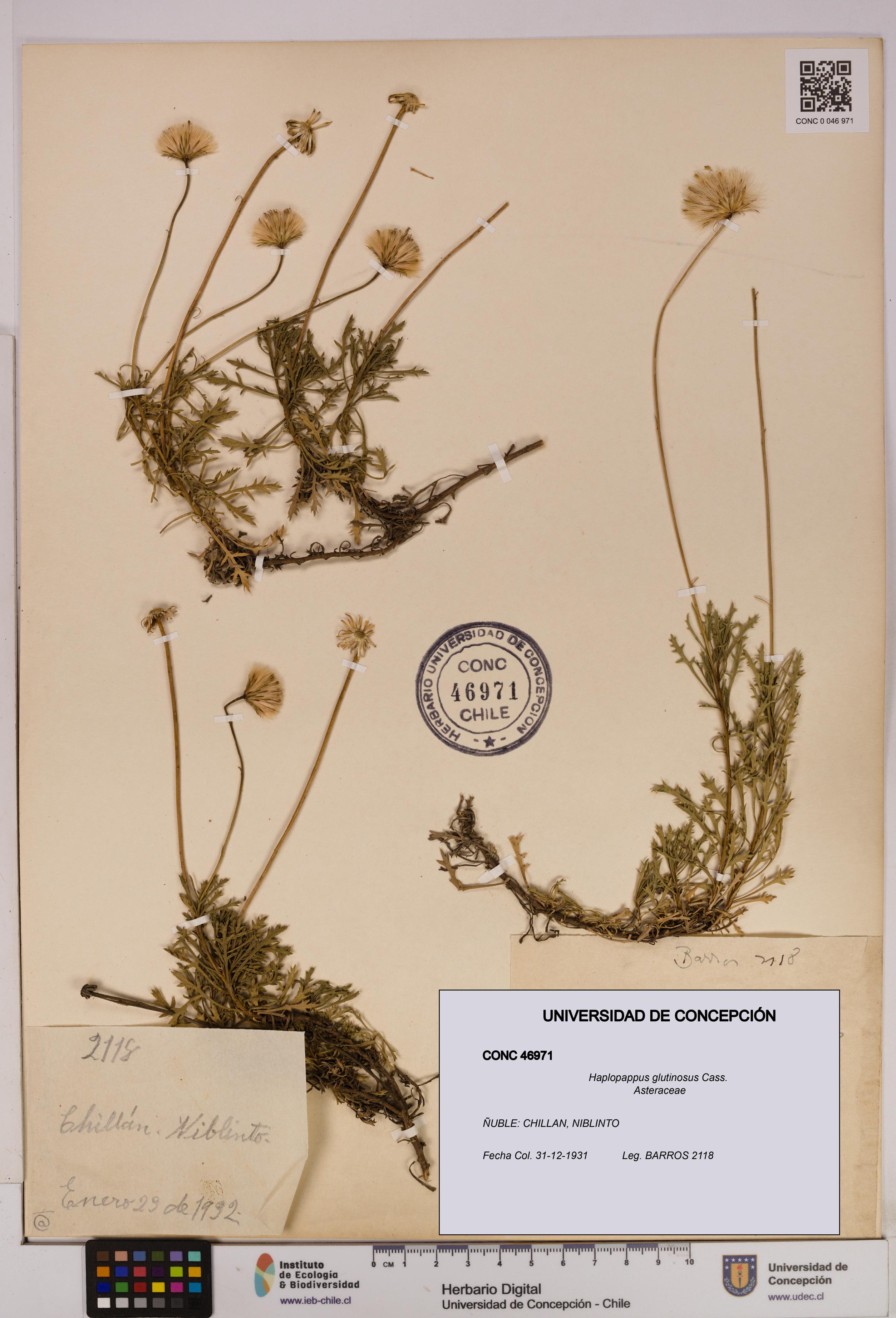 Haplopappus glutinosus [Espécimen: UDEC:CONC:0046971]