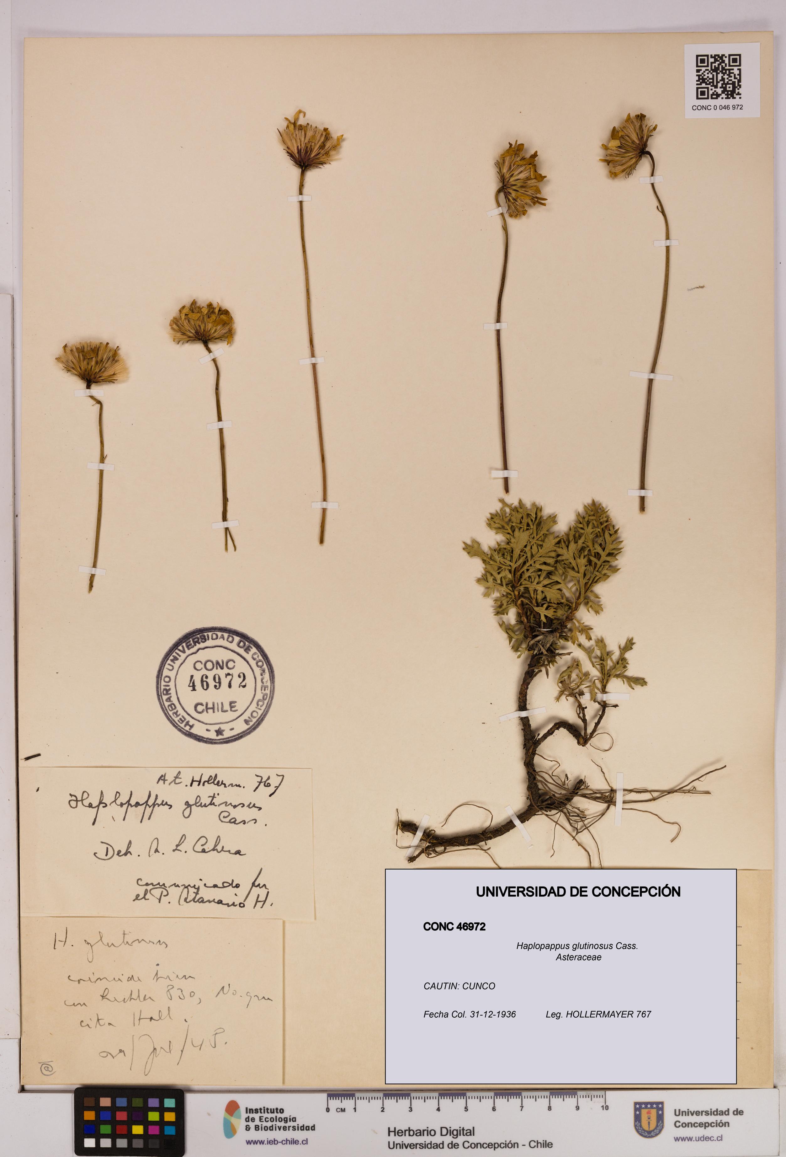 Haplopappus glutinosus [Espécimen: UDEC:CONC:0046972]