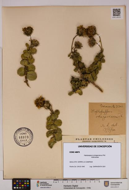Haplopappus ochagavianus [Espécimen: UDEC:CONC:0046973]